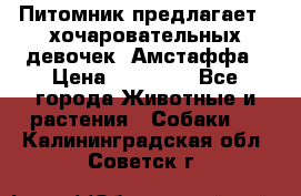 Питомник предлагает 2-хочаровательных девочек  Амстаффа › Цена ­ 25 000 - Все города Животные и растения » Собаки   . Калининградская обл.,Советск г.